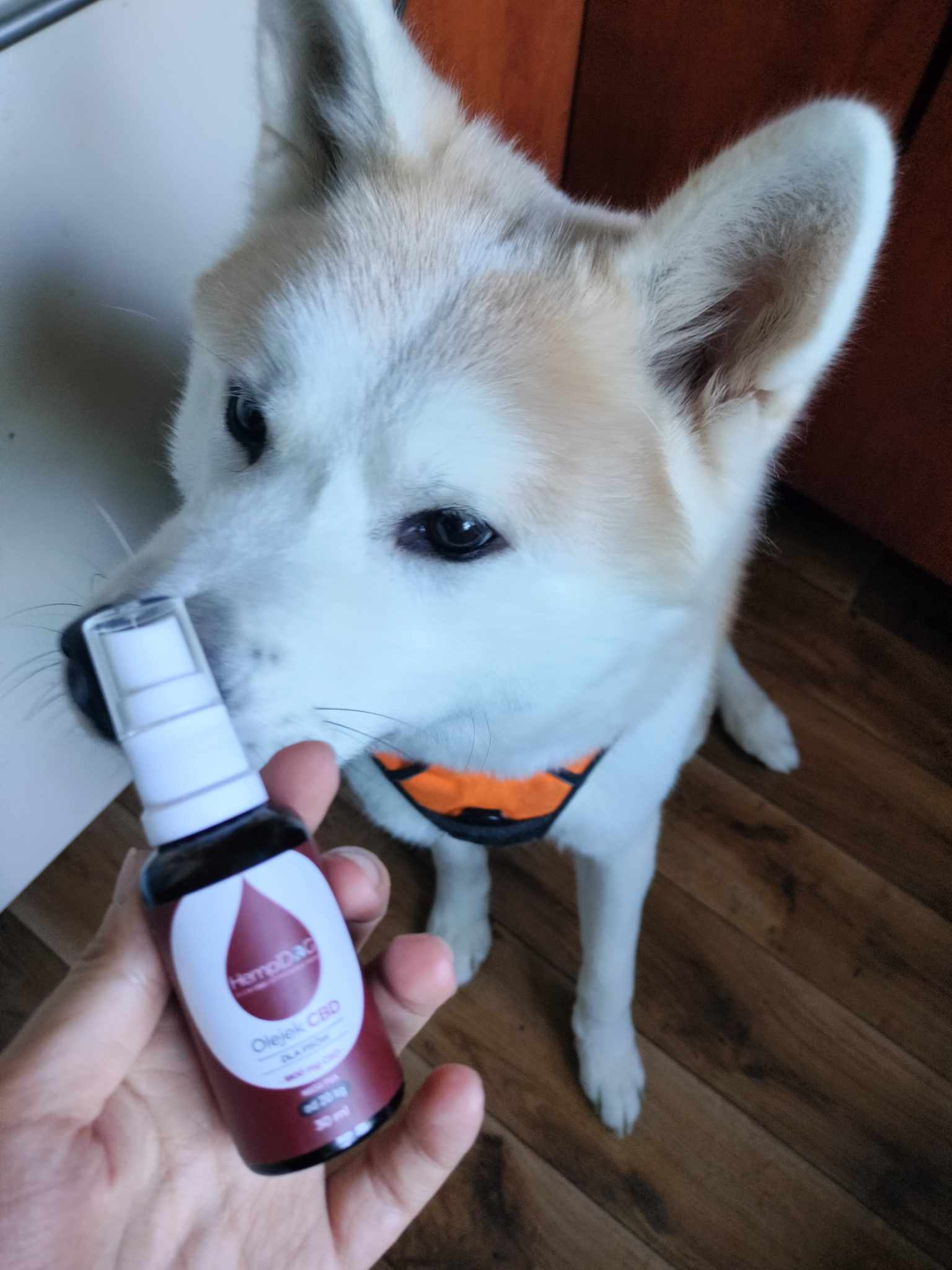OLEJKI CBD OD HEMPIDOG - OPINIA 395059768 1488383055315081 84069743237934854 N