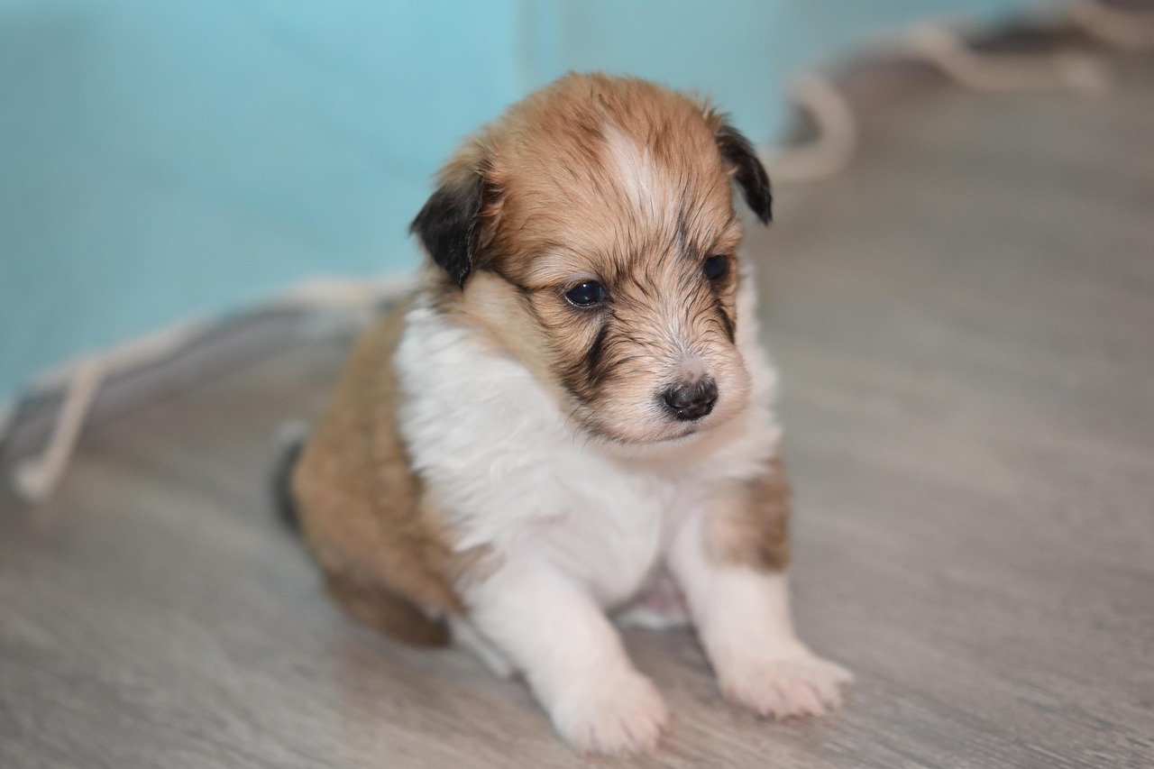 Puppy 4057868 1280
