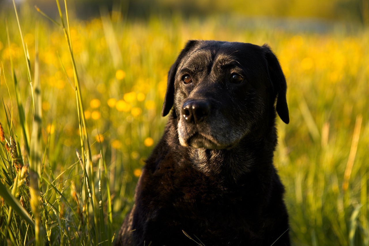 Dog 5735582 1280