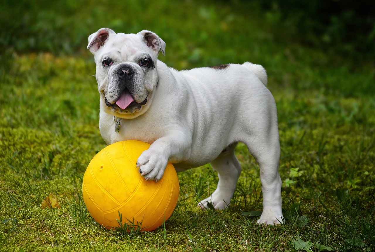 English Bulldog 562723 1280
