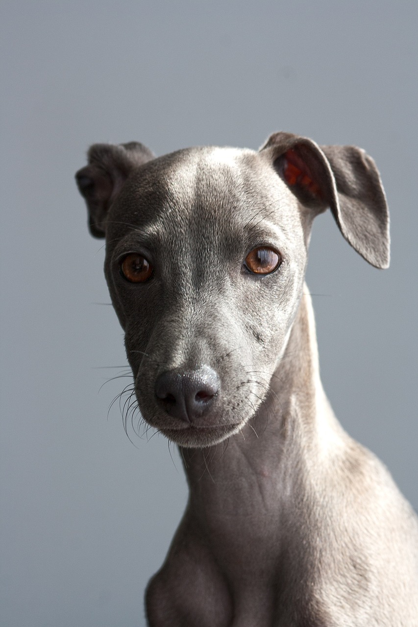 Greyhound 6563435 1280