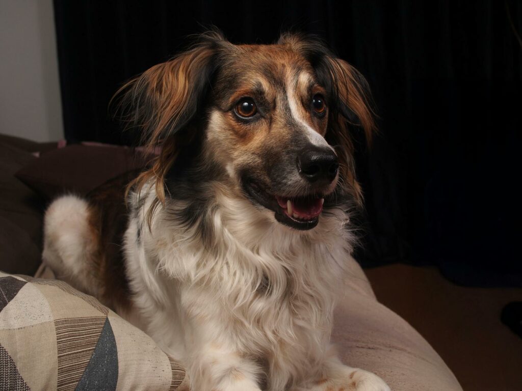 charming long haired dog relaxing indoors