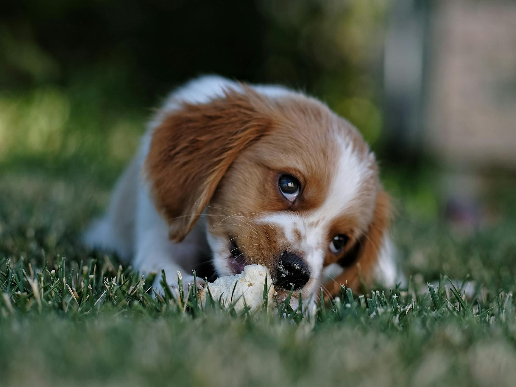 cute dog laying on the bed