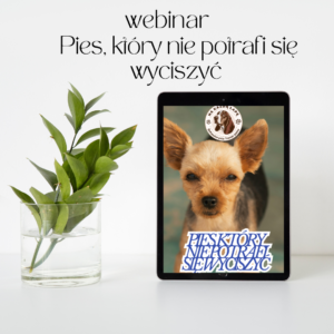 pies, który nie potrafi się wyciszyć – jak obniżyć pobudzenie w praktyce