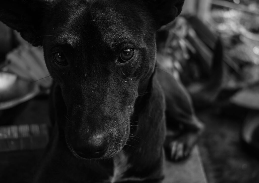 Lęk separacyjny: Jak pomóc psu, który nie potrafi zostać sam w domu? | Behawiorysta psów Kraków behawiorysta w krakowie
