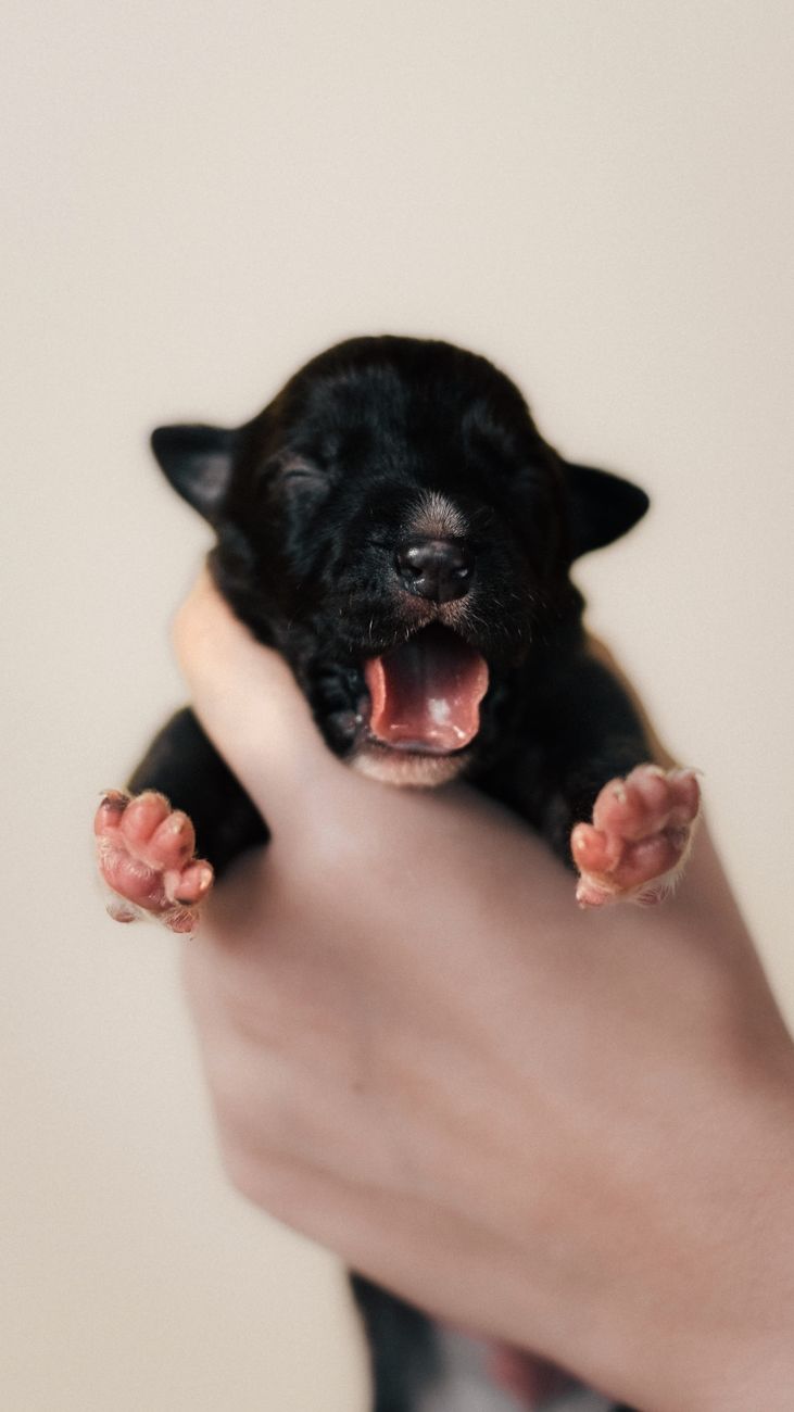 newborn black dog