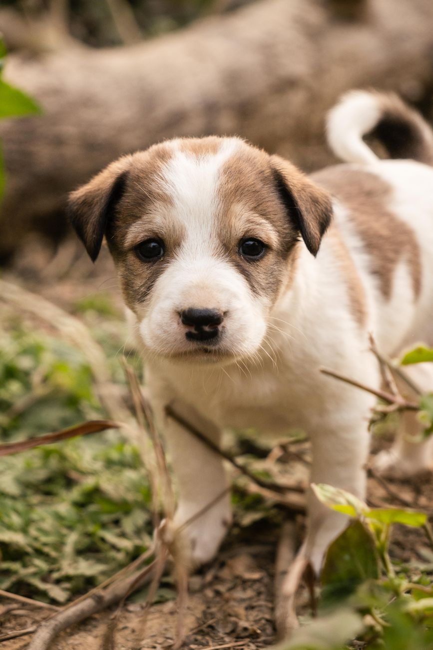 adorable brown and white puppy outdoors
