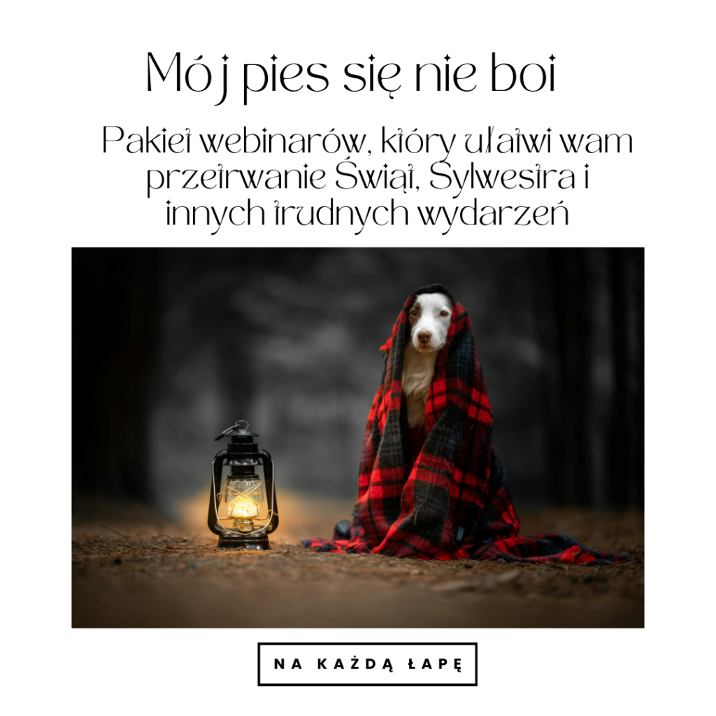 Mój pies się nie boi - Pakiet webinarów, który ułatwi wam przetrwanie Świąt, Sylwestra i innych trudnych wydarzeń