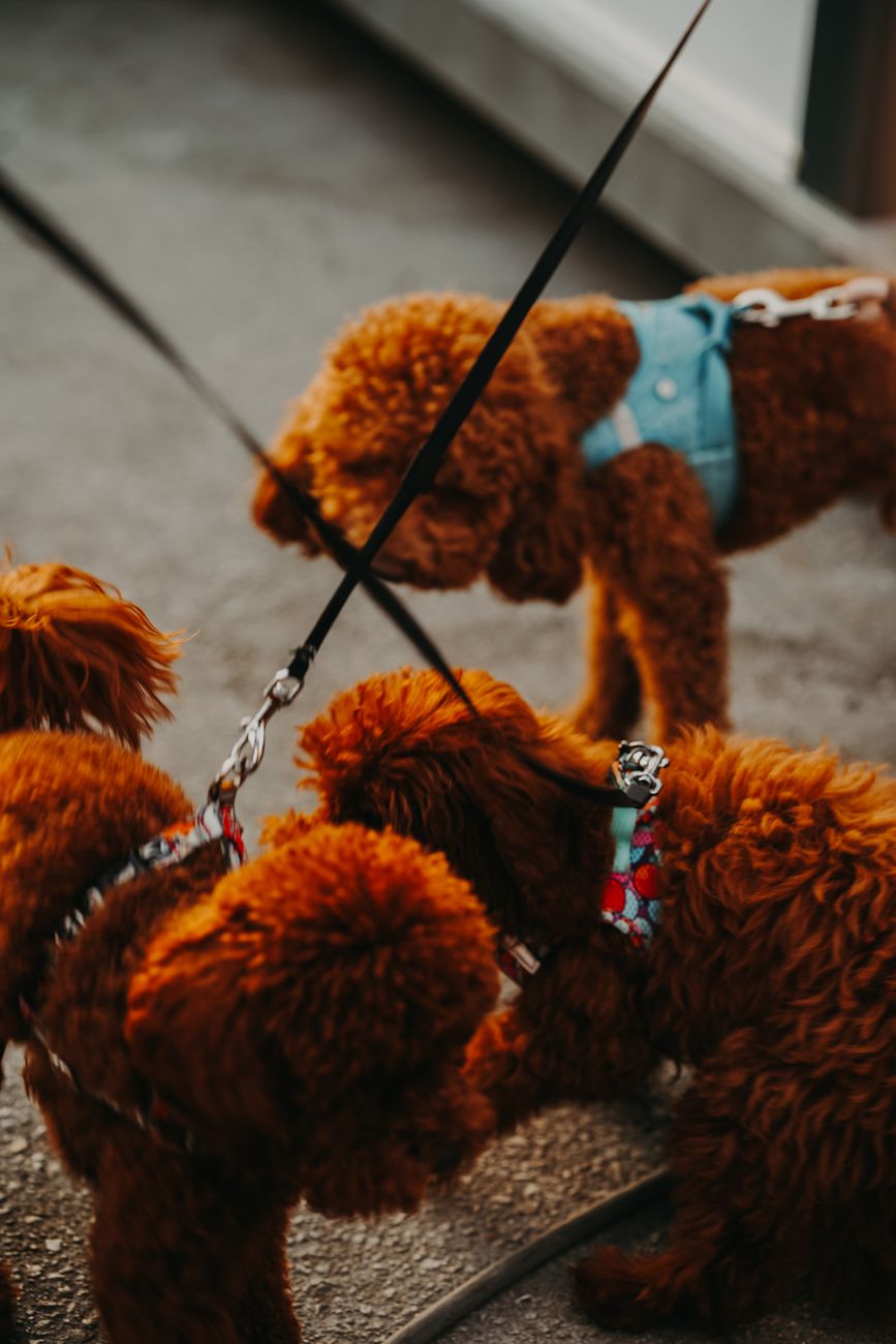 Opiekun spokojnie zakładający szelki psu siedzącemu na korytarzu.