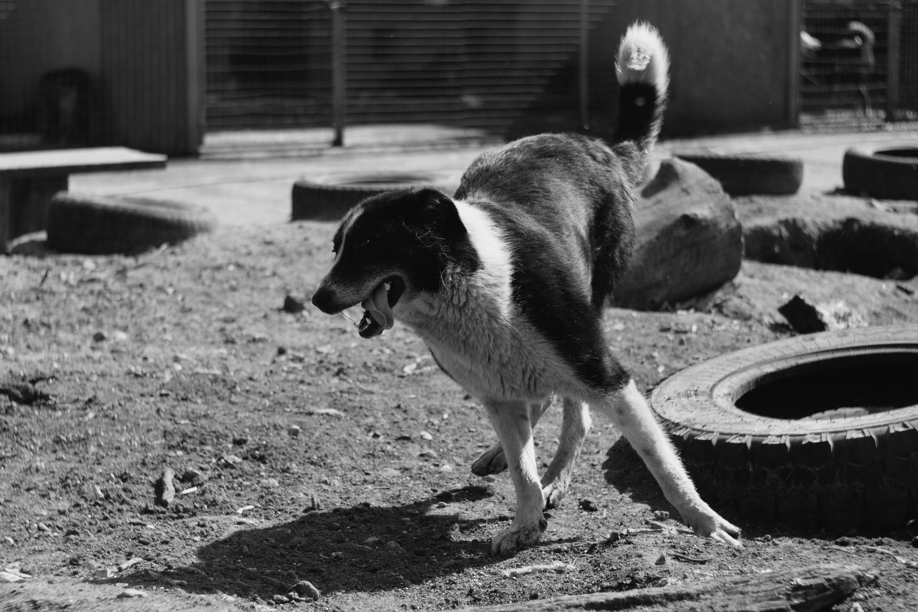 dog playing on the ground with tires