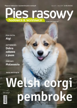 "Jak kastracja wpływa na zachowanie psów"
